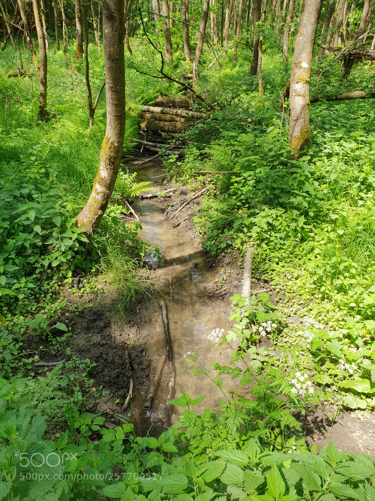 Samsung Galaxy S9+ sample photo. Gleibach photography