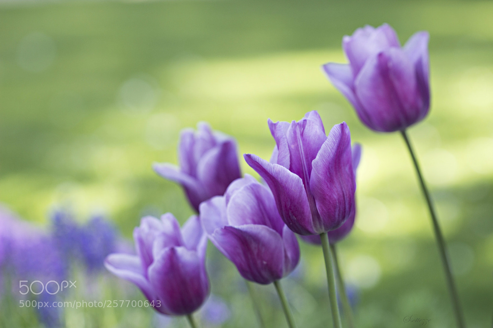 Canon EOS 600D (Rebel EOS T3i / EOS Kiss X5) sample photo. Tulips photography