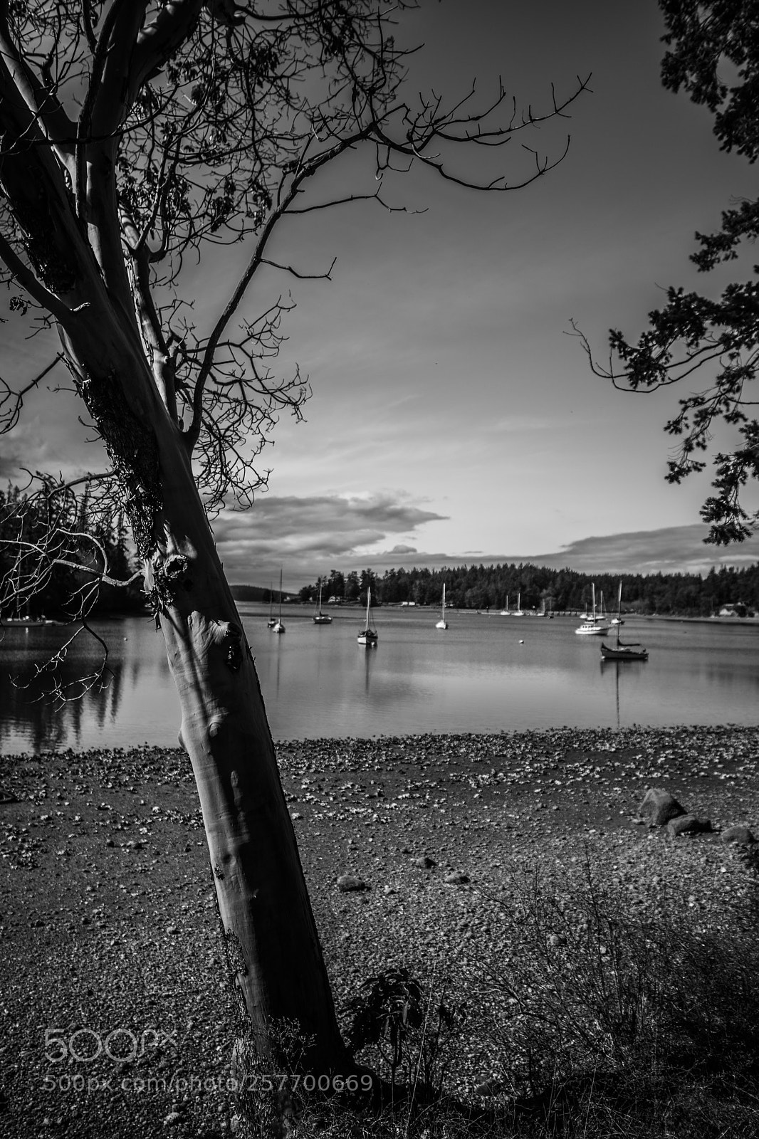 Canon EOS 5D Mark IV sample photo. Port angeles drive photography