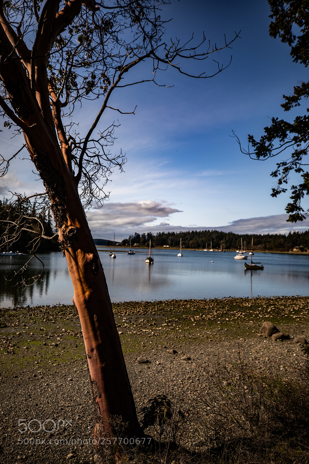 Canon EOS 5D Mark IV sample photo. Port angeles drive photography