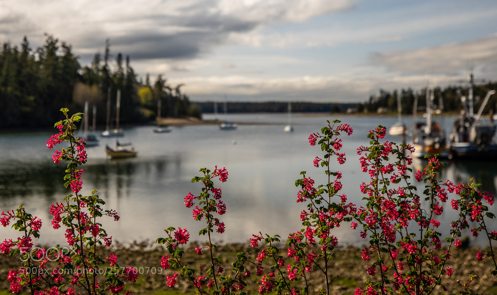 Canon EOS 5D Mark IV sample photo. Port angeles drive photography