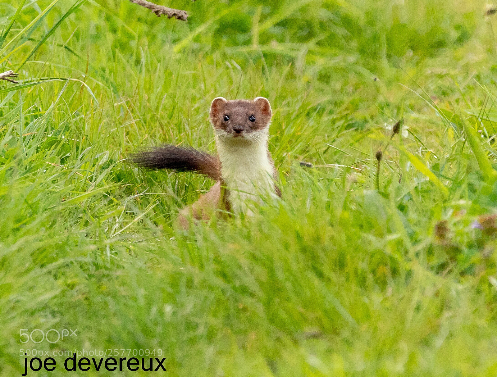 Canon EOS 7D Mark II sample photo. Stoat photography