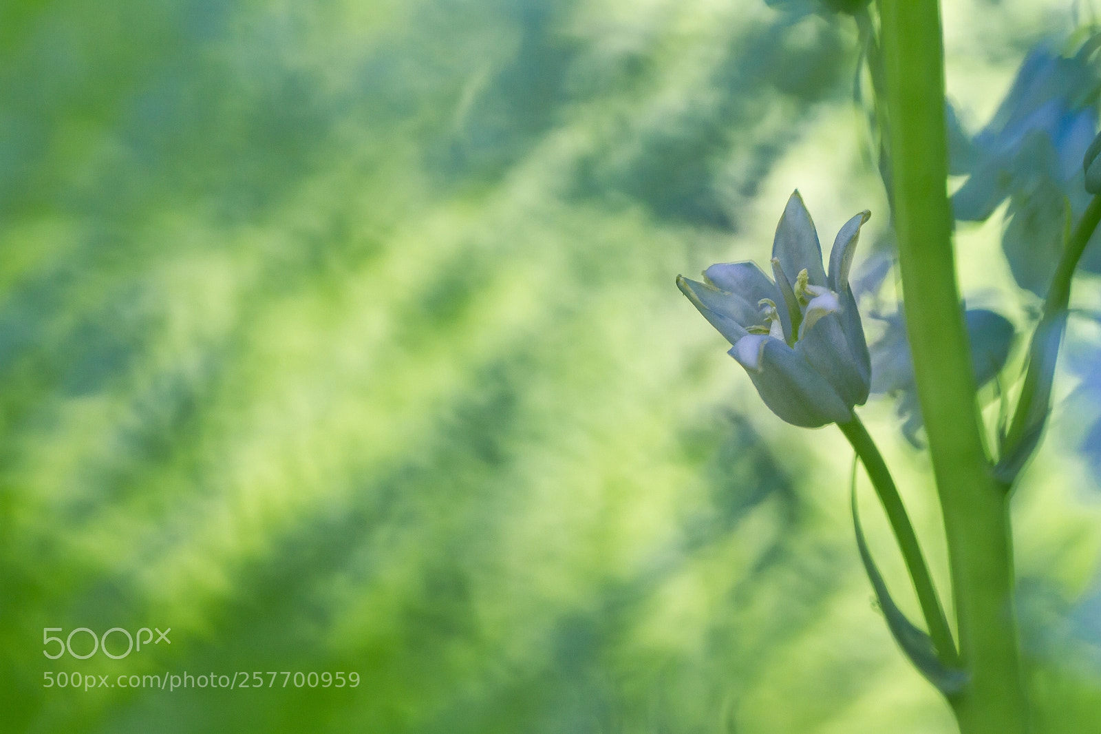 Canon EOS 7D sample photo. Hyacinth photography