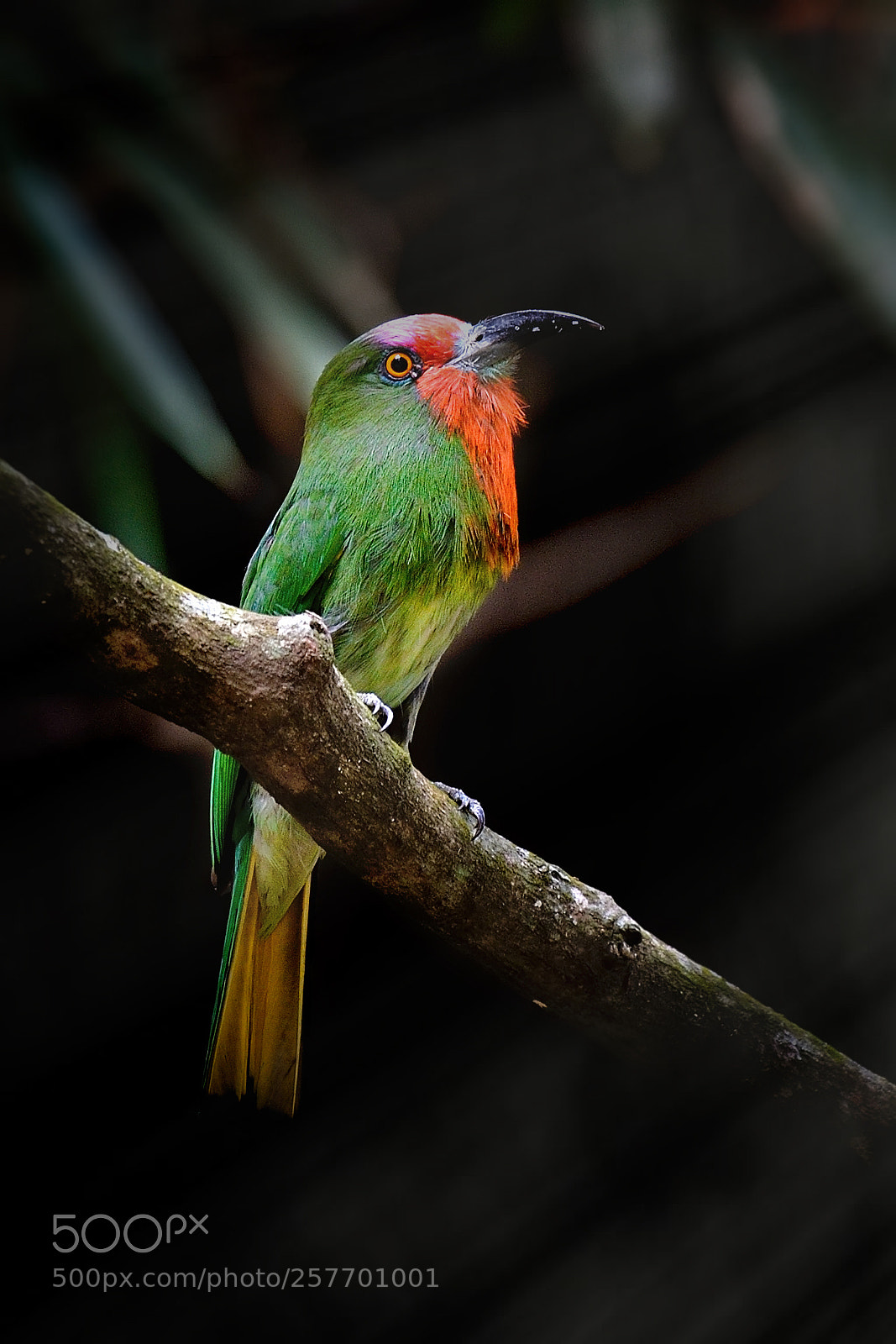 Nikon Df sample photo. Red-bearded bee-eater photography