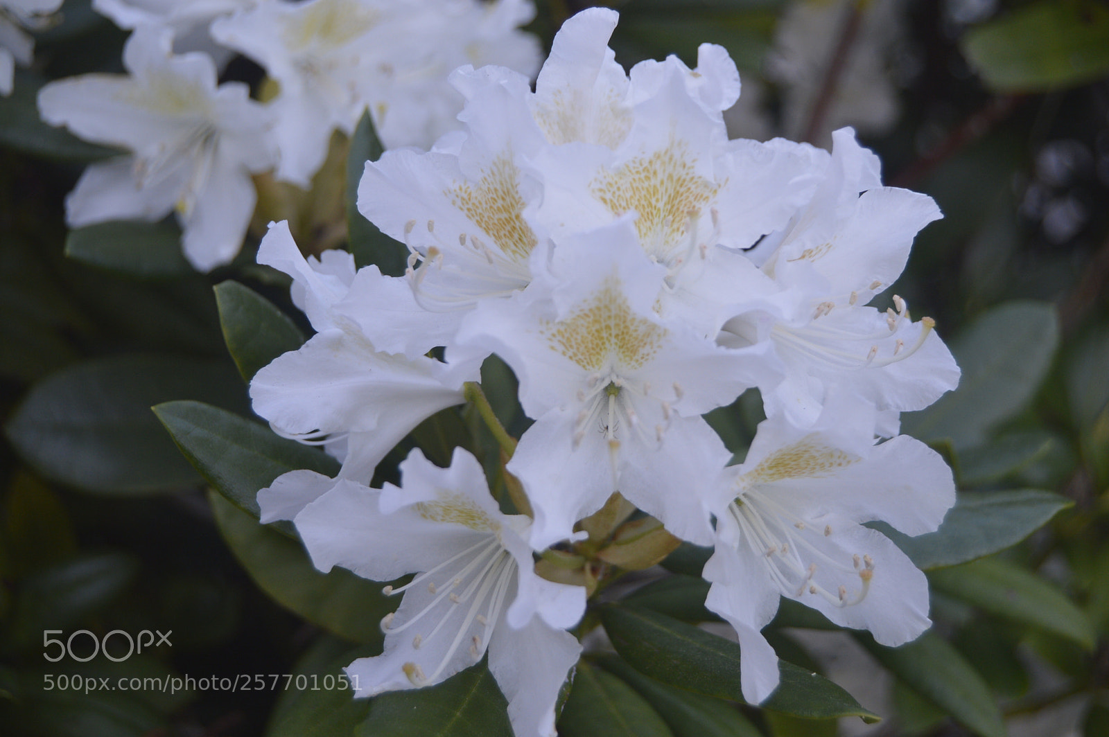 Nikon D3200 sample photo. Dansk natur photography