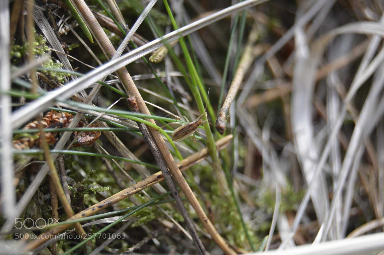 Nikon D3200 sample photo. Dansk natur photography