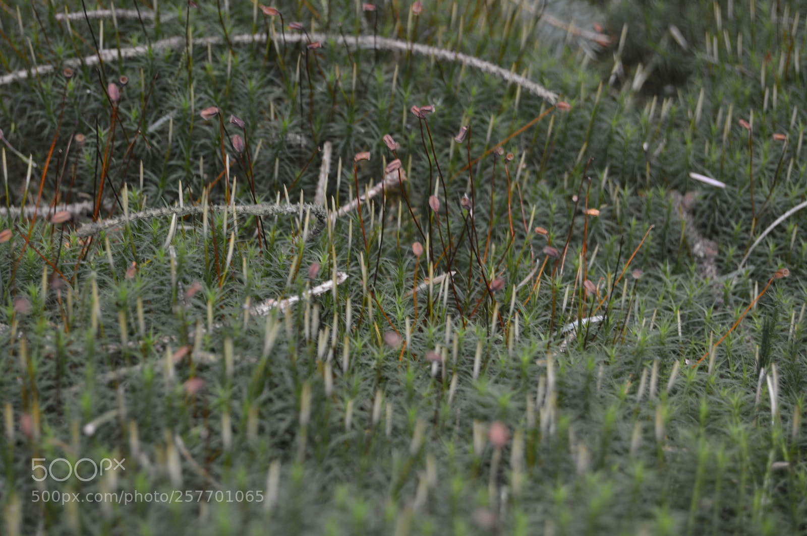 Nikon D3200 sample photo. Dansk natur photography