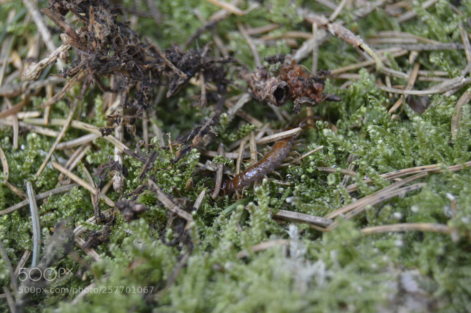 Nikon D3200 sample photo. Dansk natur photography