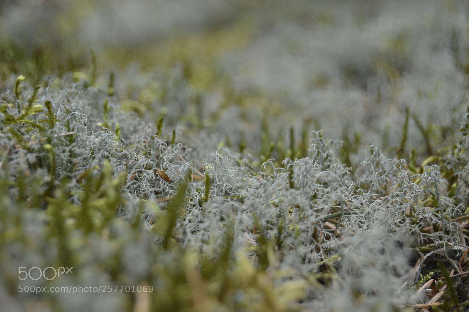 Nikon D3200 sample photo. Dansk natur photography