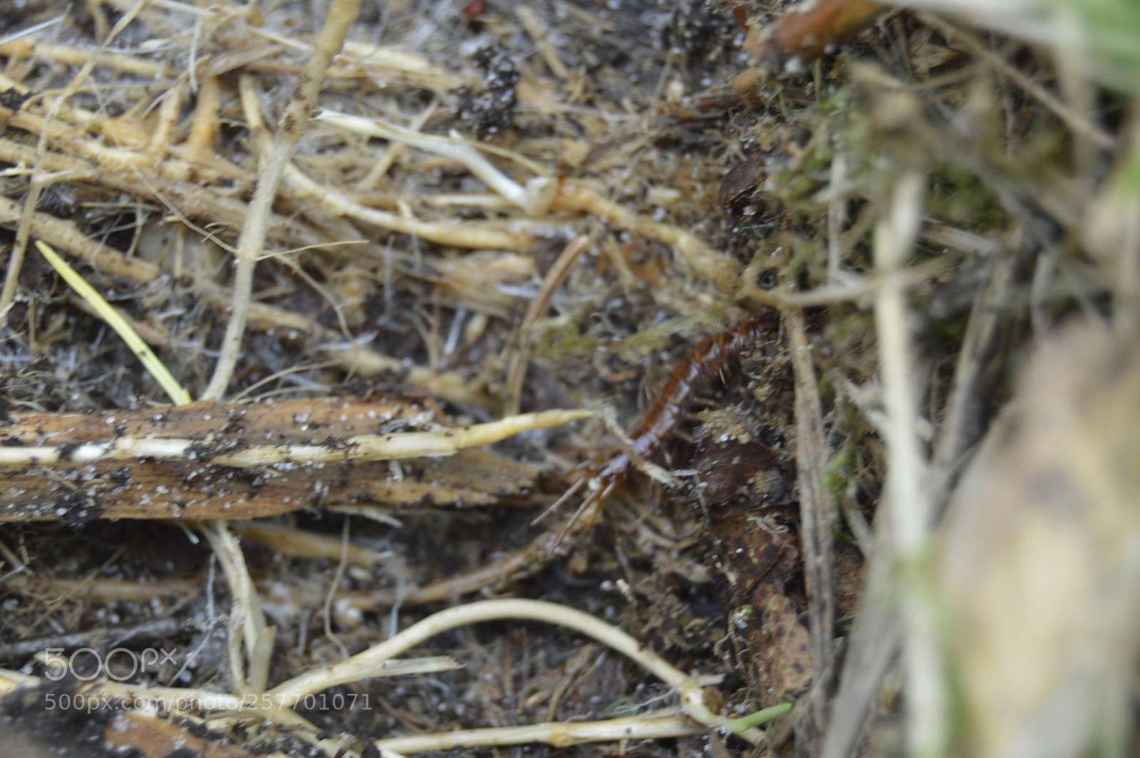 Nikon D3200 sample photo. Dansk natur photography