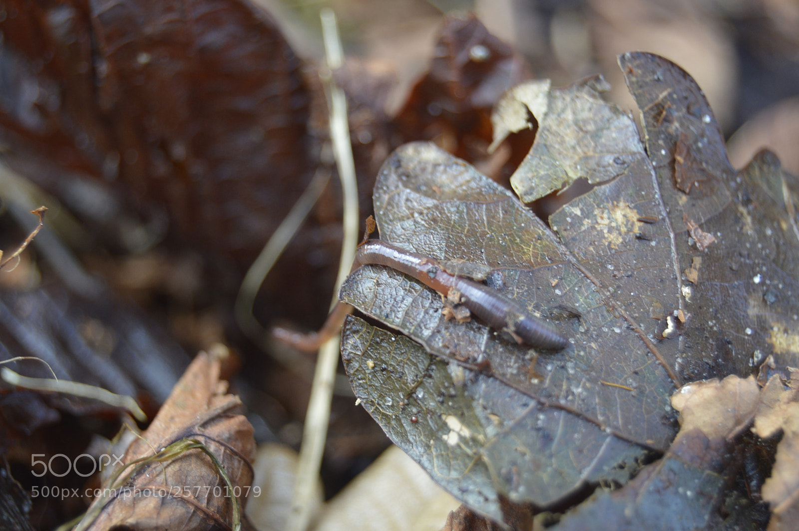 Nikon D3200 sample photo. Dansk natur photography