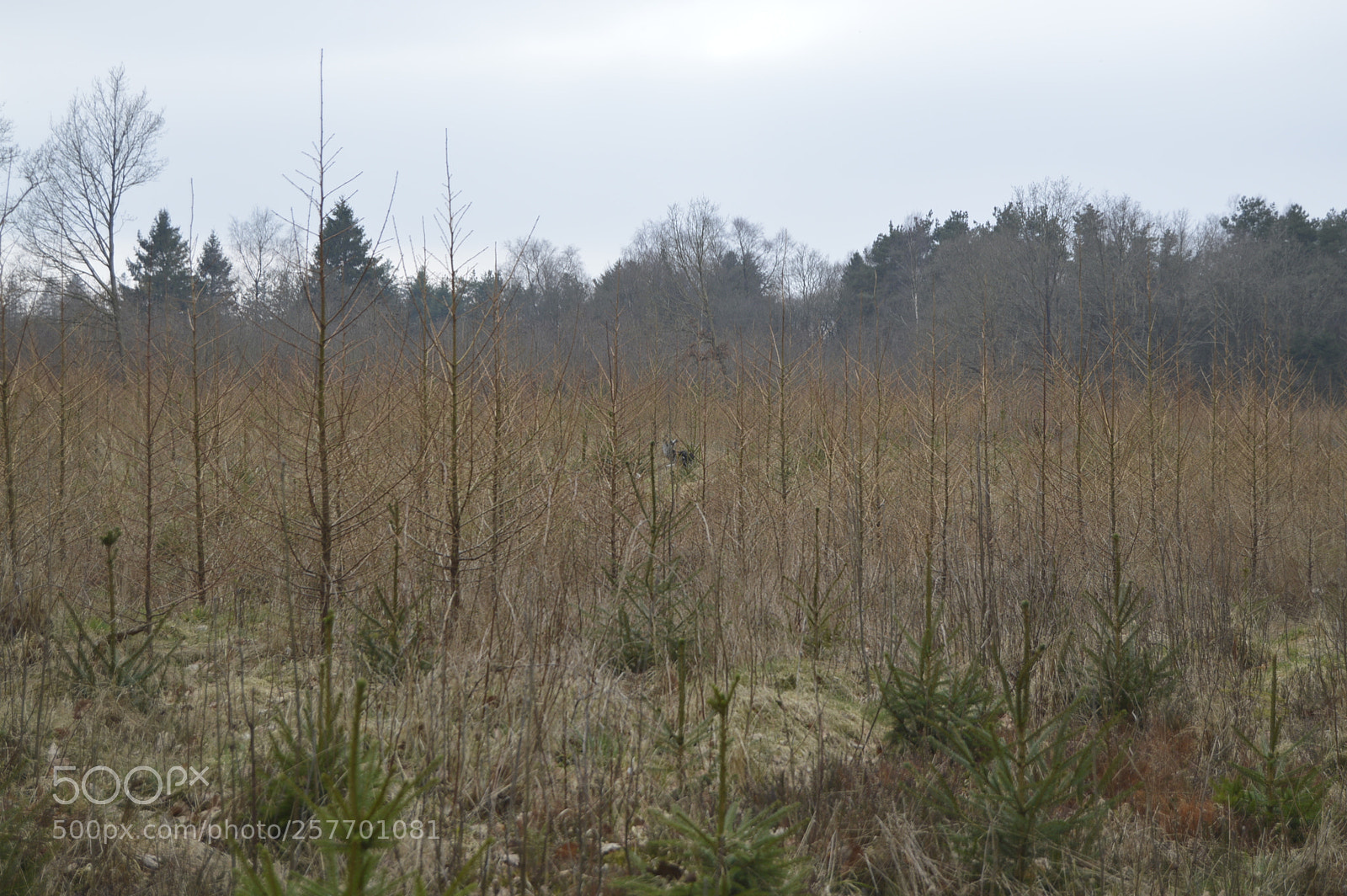 Nikon D3200 sample photo. Dansk natur photography
