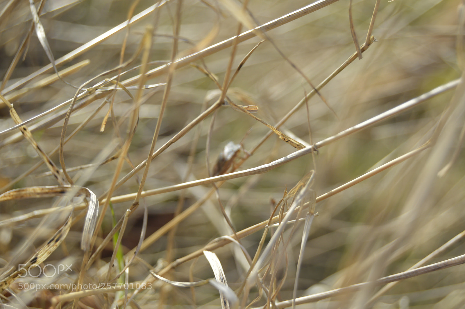 Nikon D3200 sample photo. Dansk natur photography