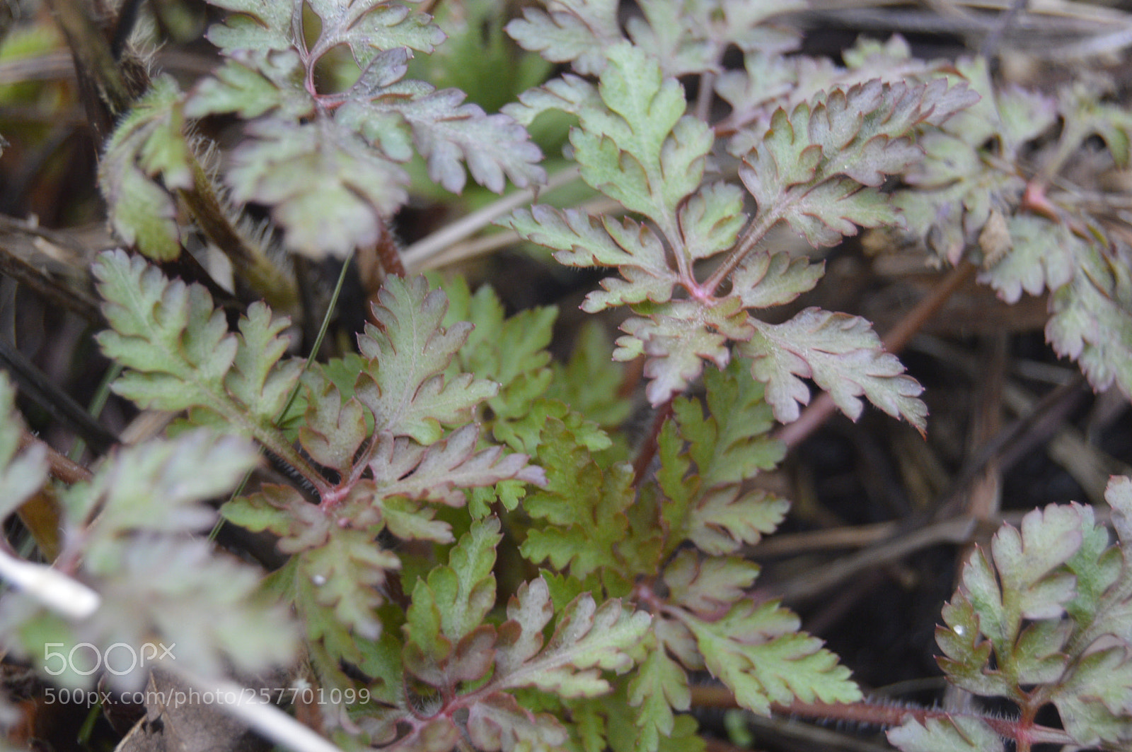 Nikon D3200 sample photo. Dansk natur photography