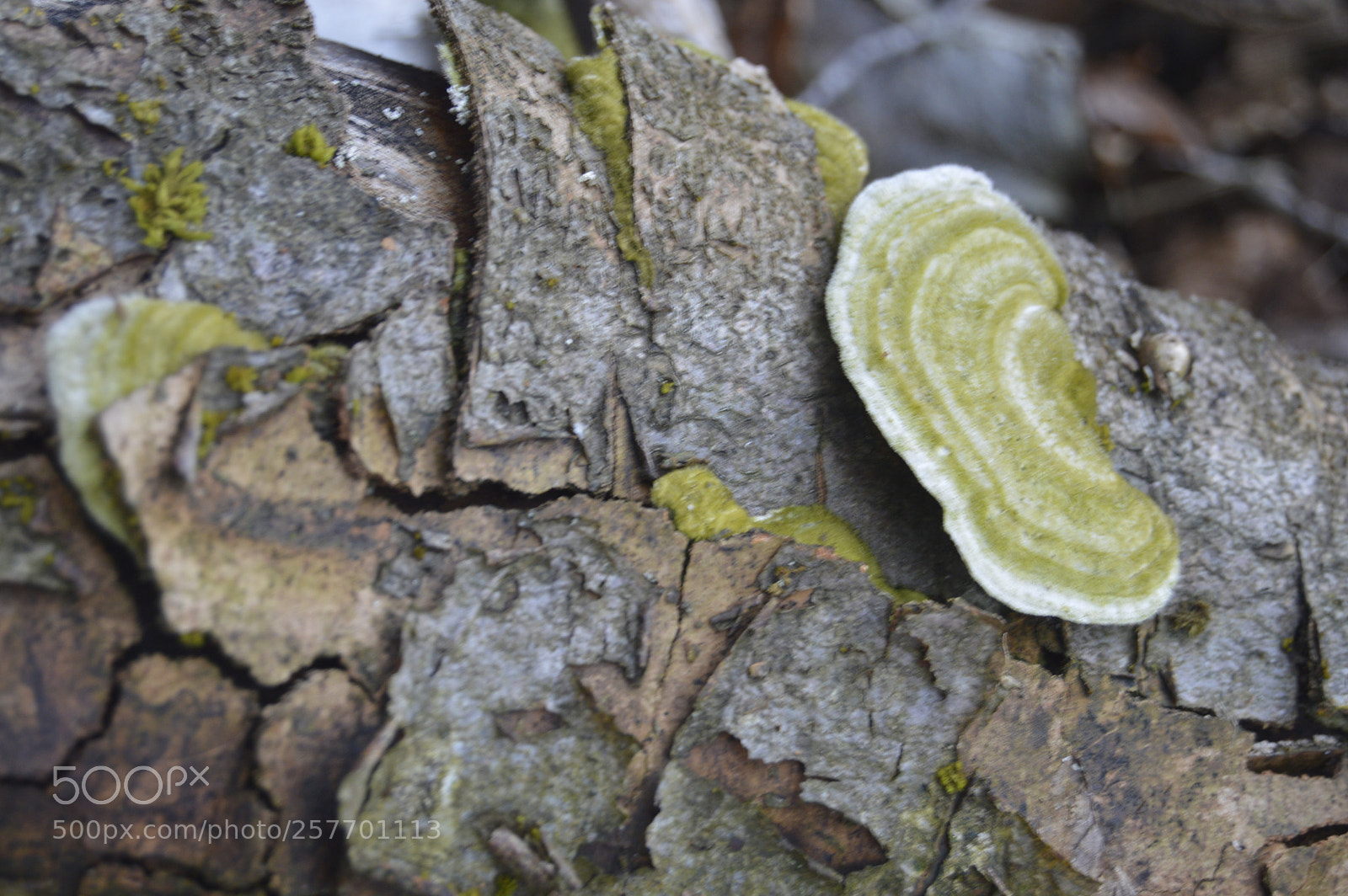 Nikon D3200 sample photo. Dansk natur photography