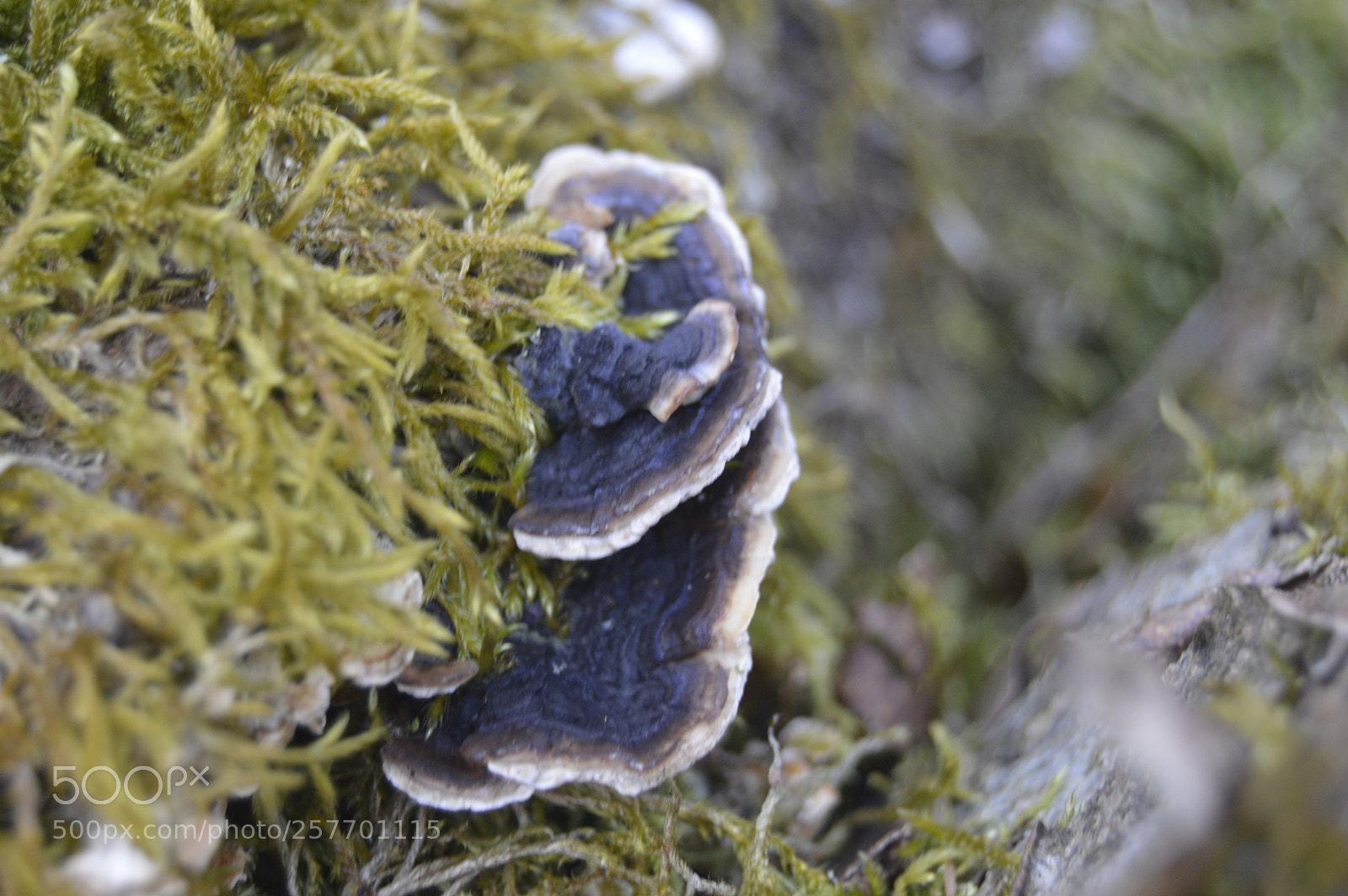 Nikon D3200 sample photo. Dansk natur photography