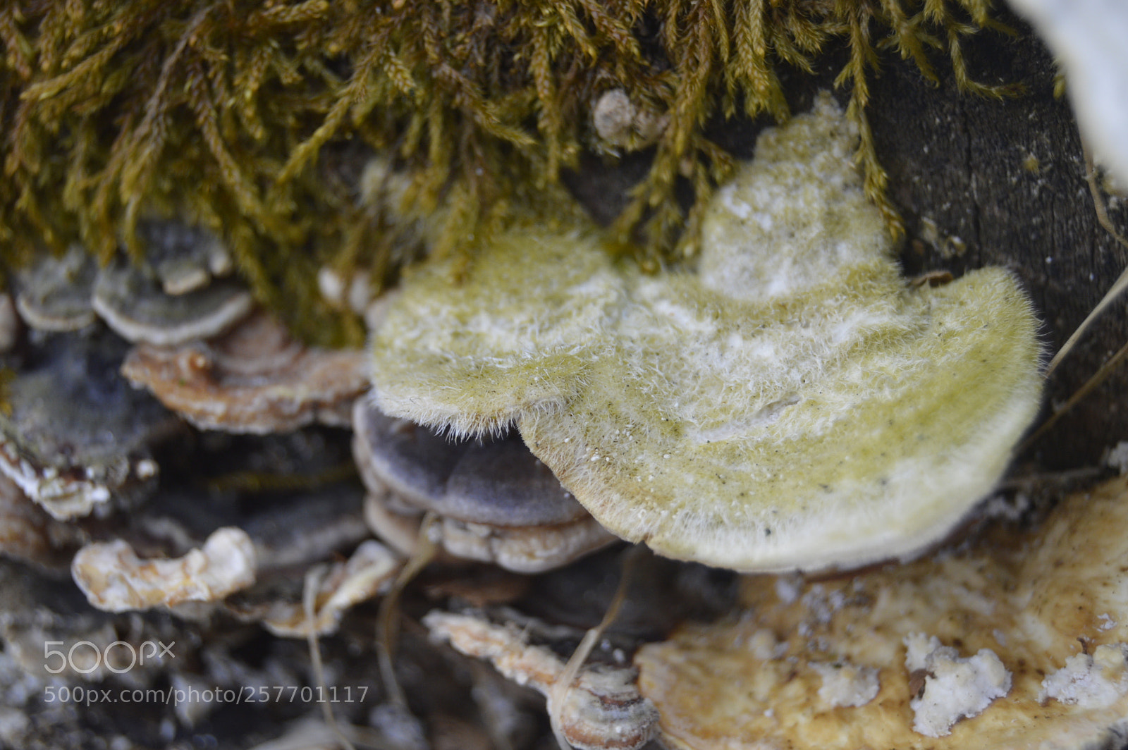 Nikon D3200 sample photo. Dansk natur photography