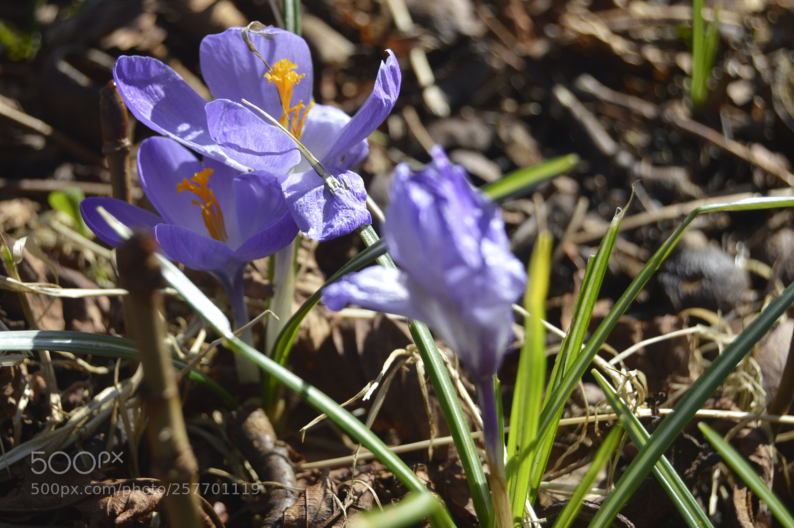 Nikon D3200 sample photo. Dansk natur photography
