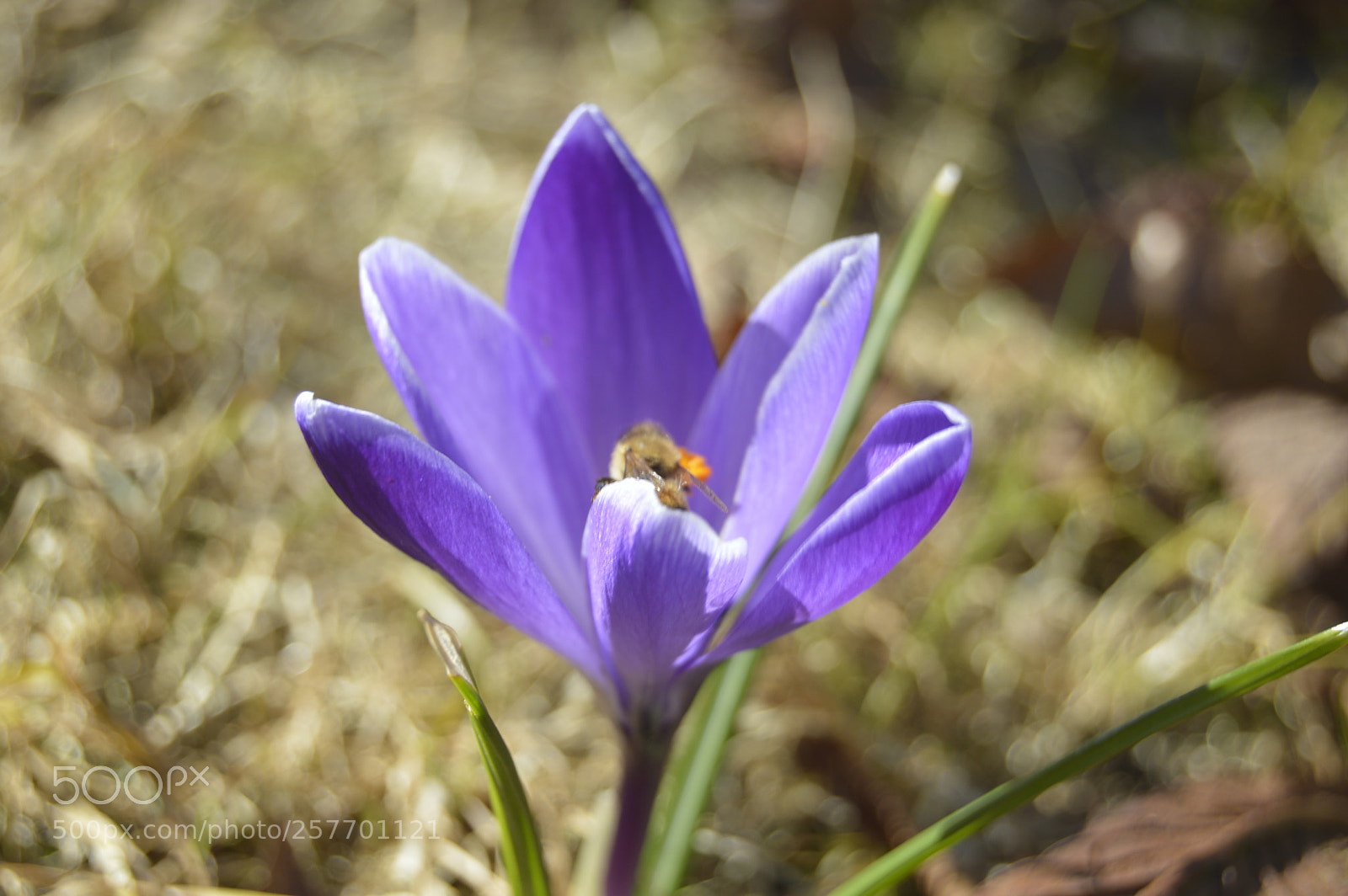 Nikon D3200 sample photo. Dansk natur photography