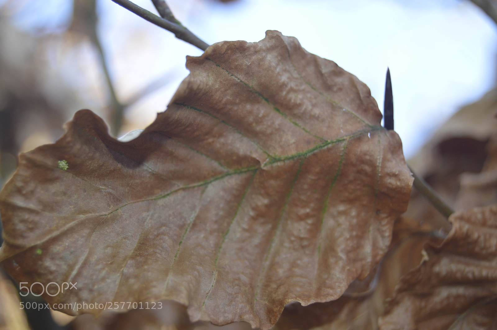 Nikon D3200 sample photo. Dansk natur photography