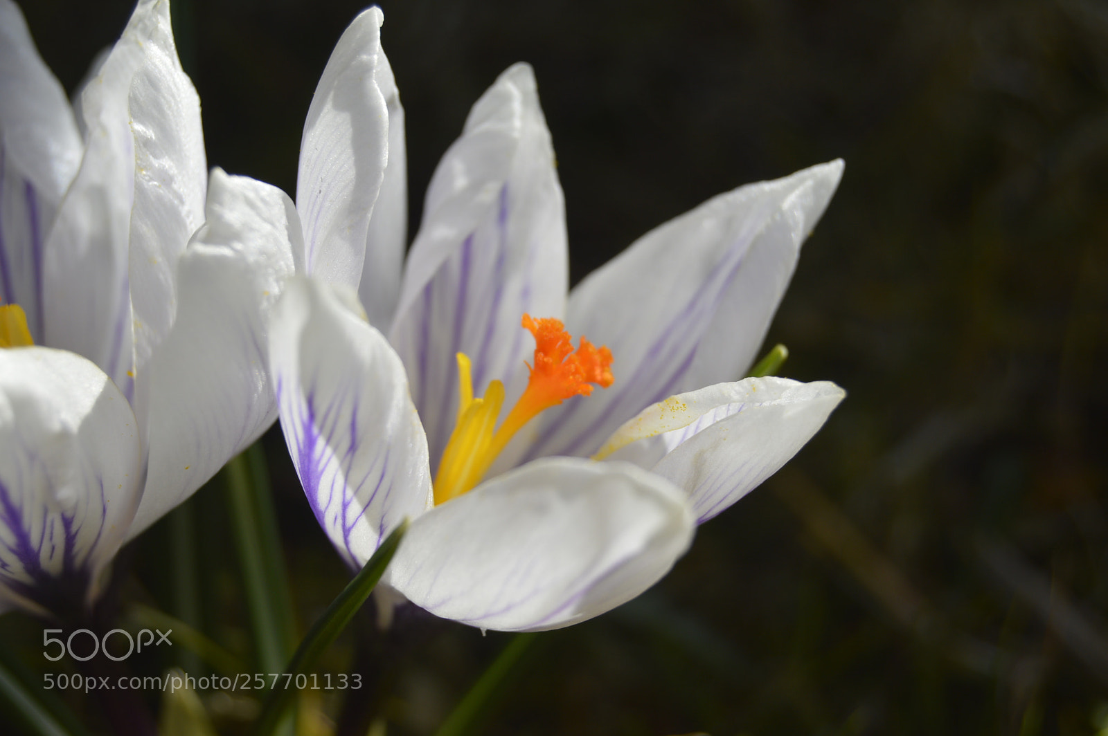 Nikon D3200 sample photo. Dansk natur photography