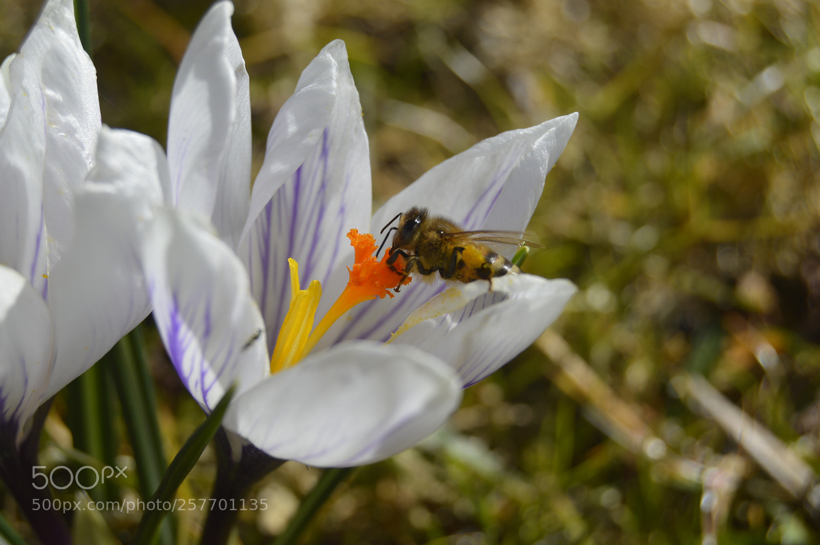 Nikon D3200 sample photo. Dansk natur photography