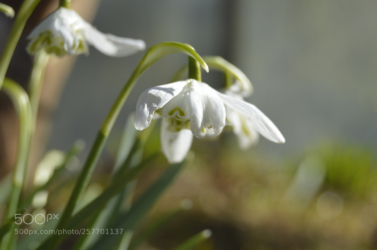 Nikon D3200 sample photo. Dansk natur photography