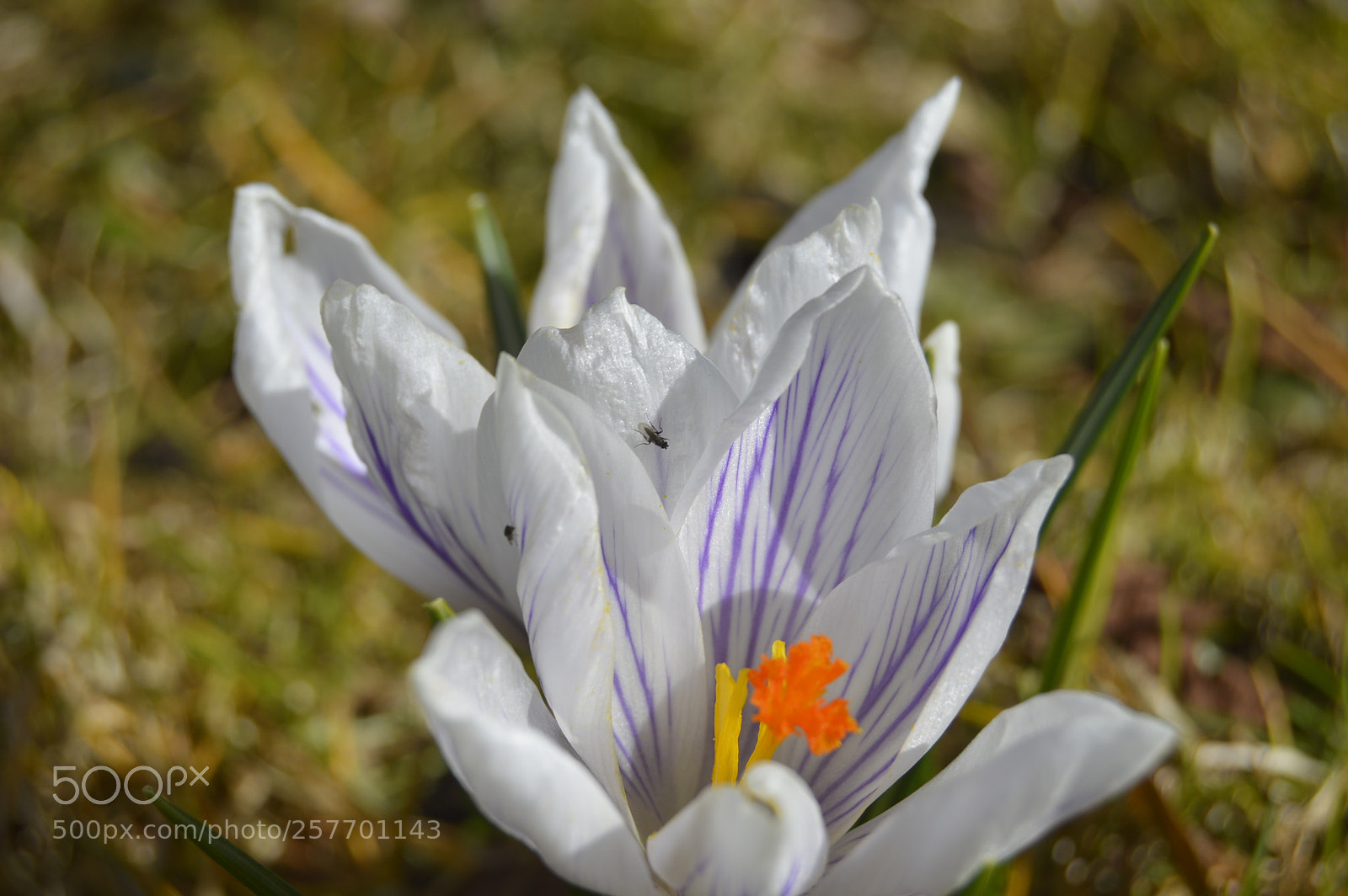 Nikon D3200 sample photo. Dansk natur photography