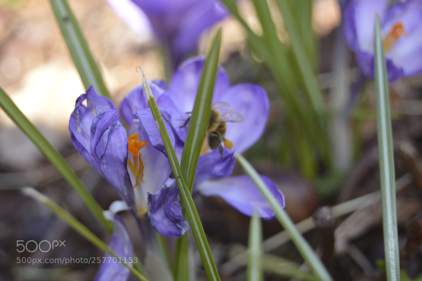 Nikon D3200 sample photo. Dansk natur photography