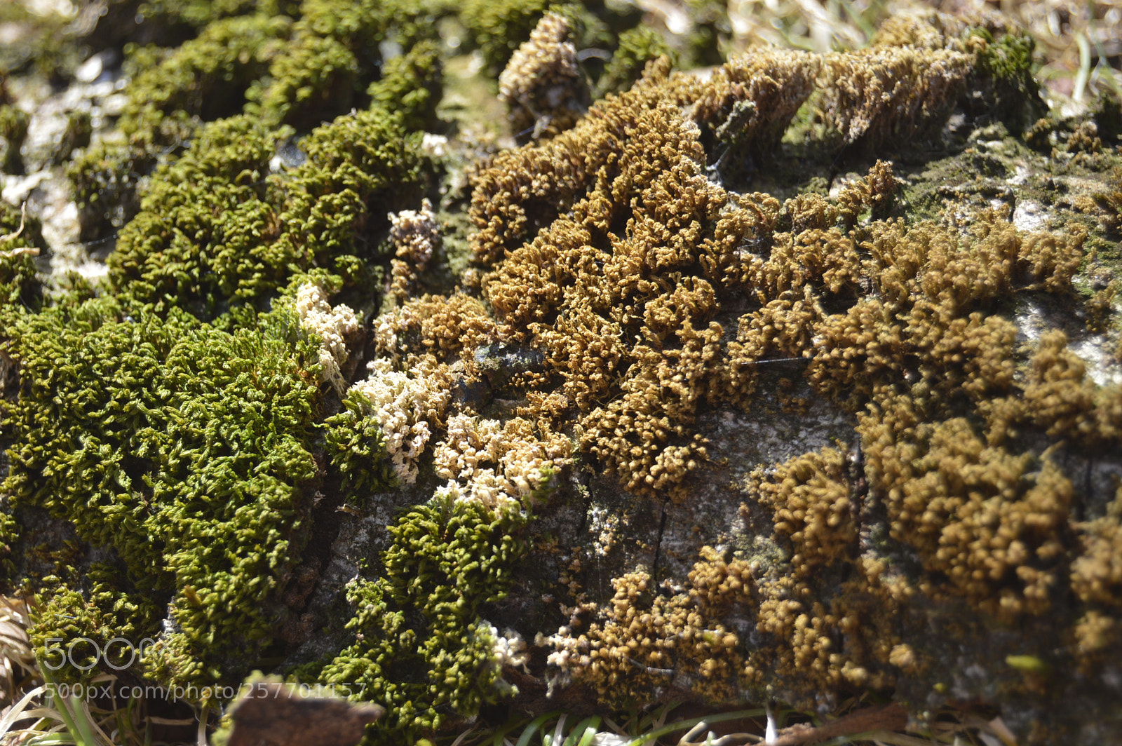 Nikon D3200 sample photo. Dansk natur photography