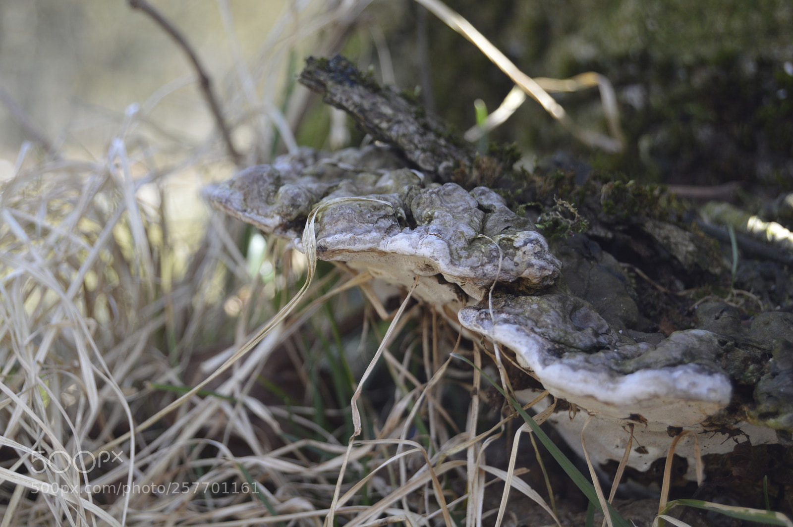 Nikon D3200 sample photo. Dansk natur photography