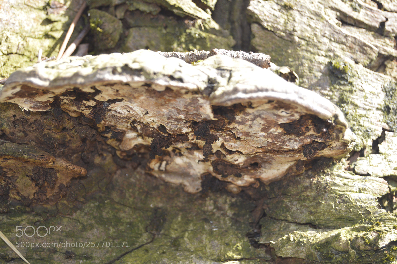 Nikon D3200 sample photo. Dansk natur photography