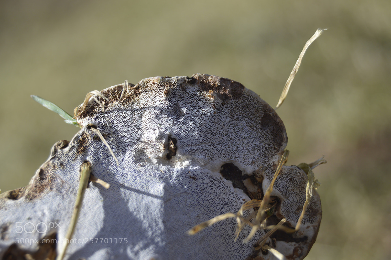 Nikon D3200 sample photo. Dansk natur photography
