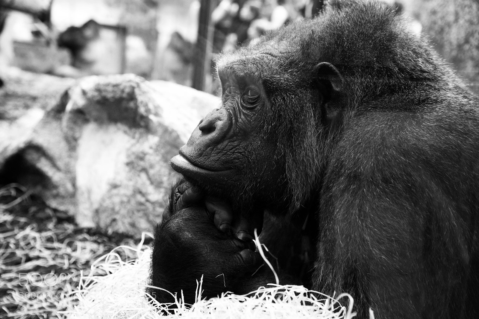 Canon EOS 5D Mark IV sample photo. Le gorilla pensif. the photography