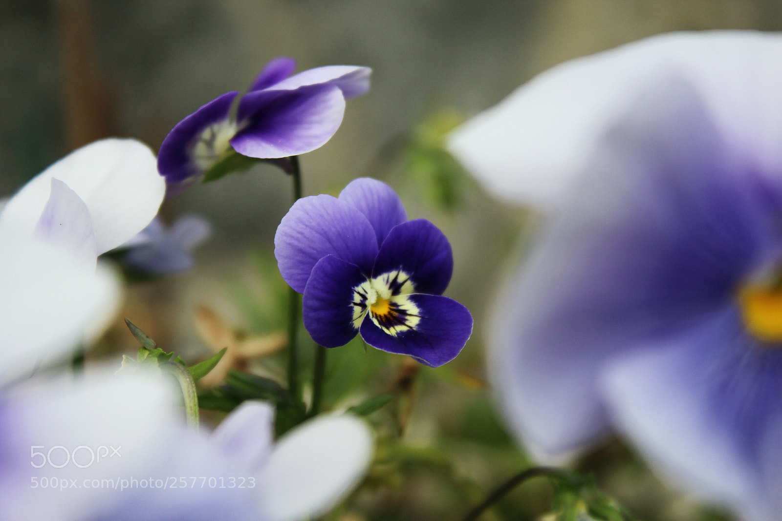 Canon EOS 1200D (EOS Rebel T5 / EOS Kiss X70 / EOS Hi) sample photo. Violet photography