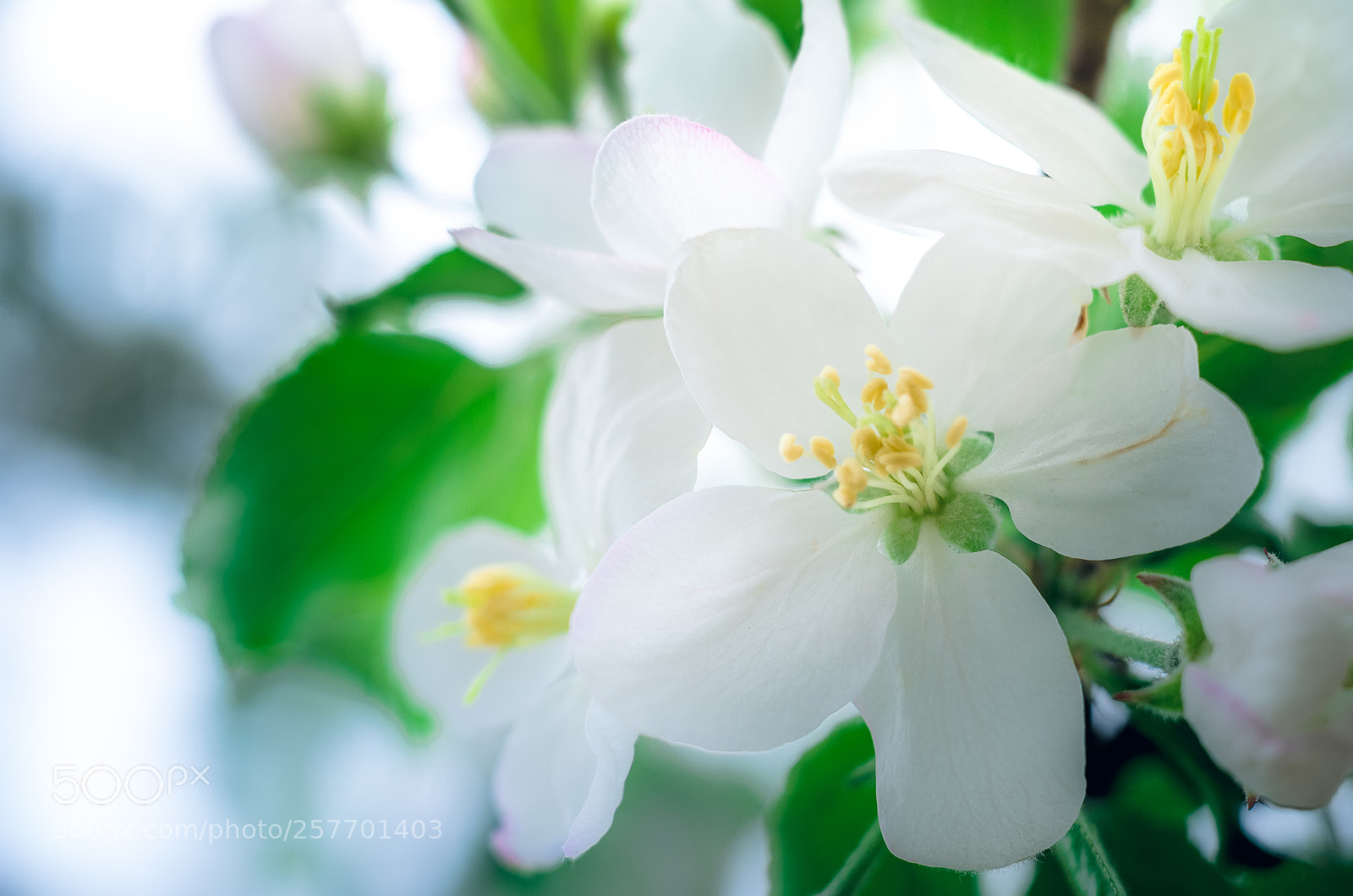 Nikon D7000 sample photo. Flowers photography