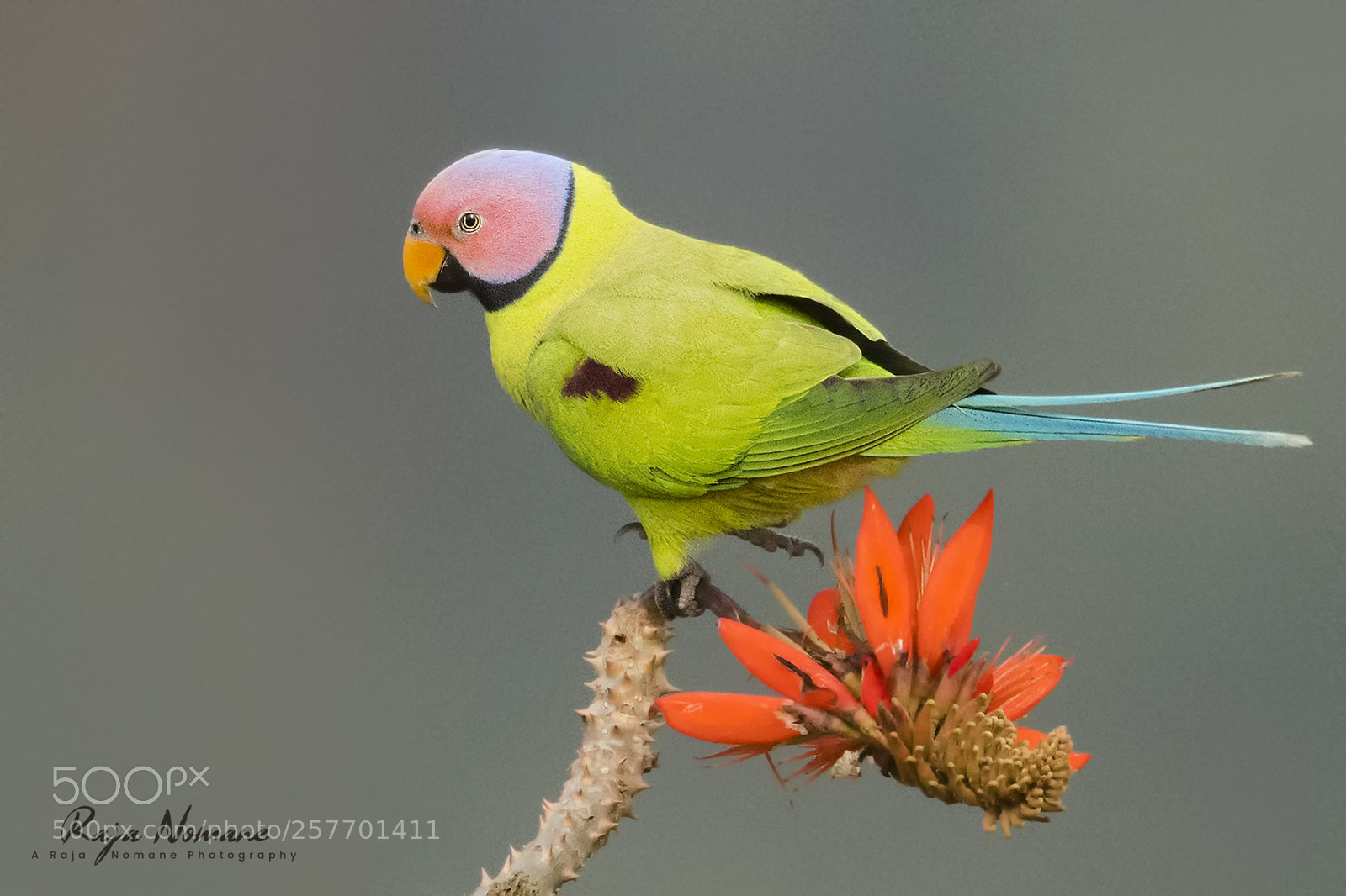 Nikon D500 sample photo. Blossom-headed parakeet photography