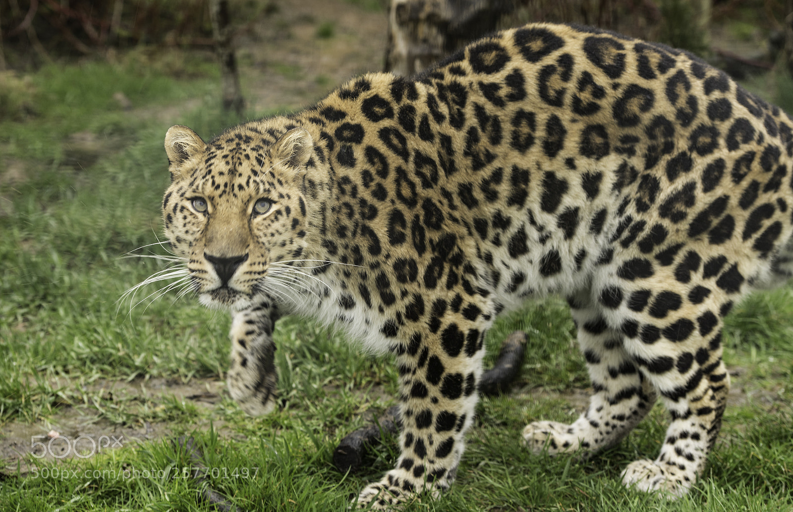 Nikon D5 sample photo. Amur leopard series photography
