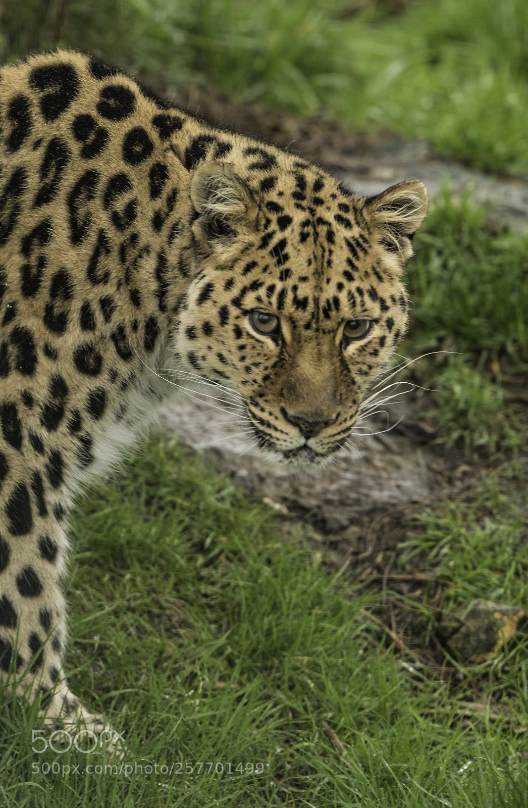 Nikon D5 sample photo. Amur leopard series photography