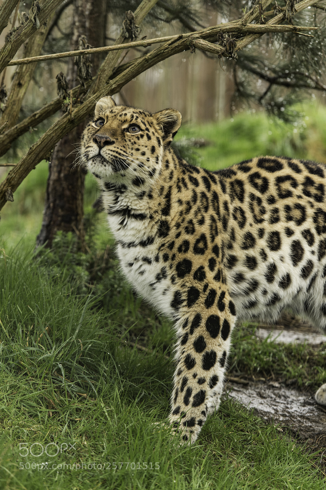 Nikon D5 sample photo. Amur leopard series photography