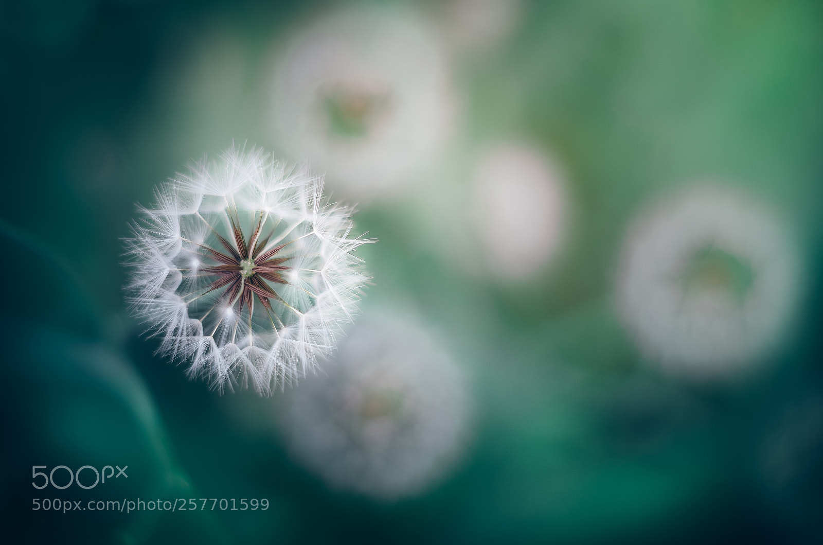 Nikon D7000 sample photo. Dandelions photography