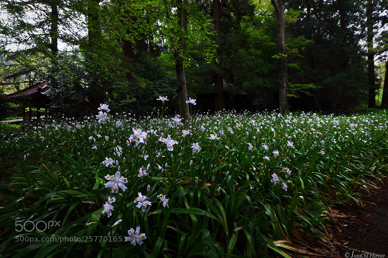 Canon EOS 5DS sample photo. Iris japonica fringed iris photography