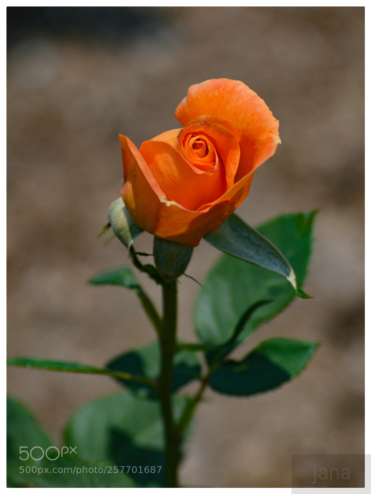 Nikon D3200 sample photo. Orange rose photography