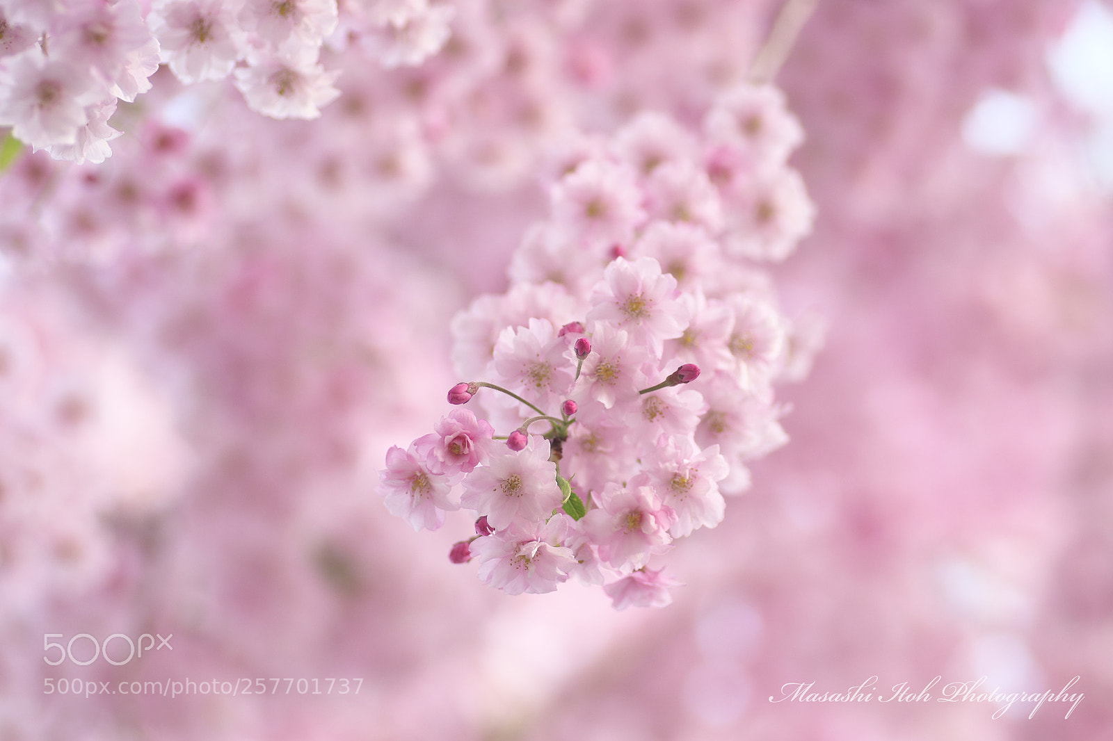 Nikon D500 sample photo. In spring photography