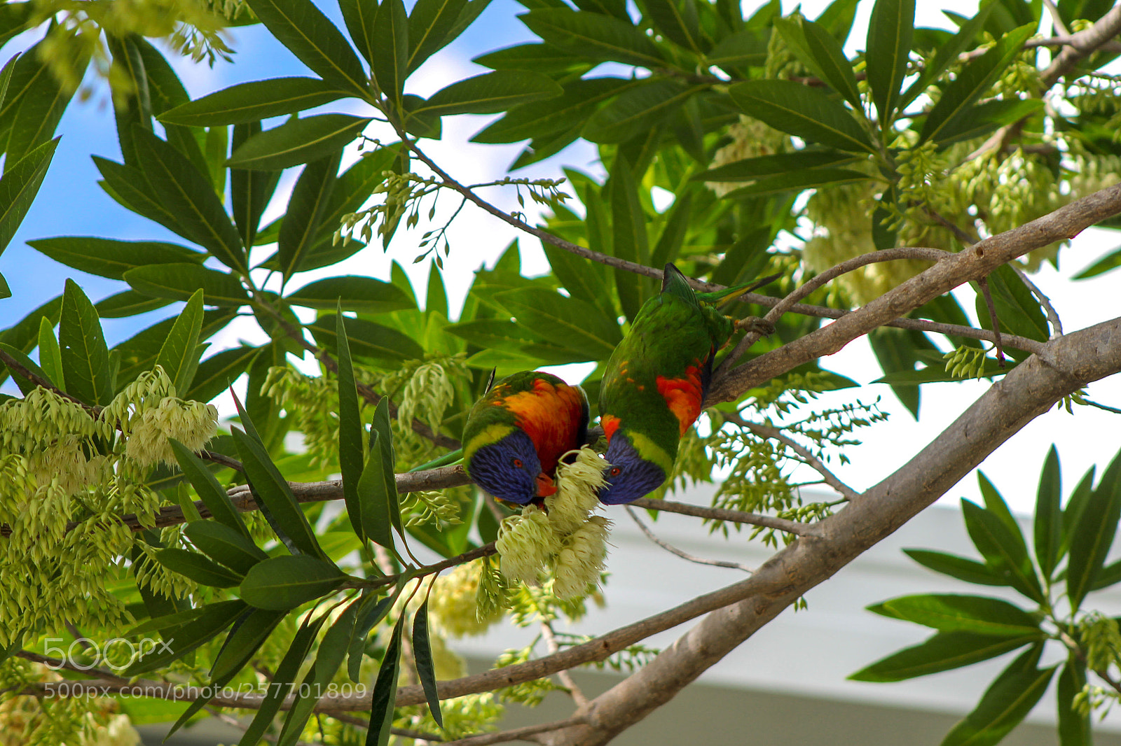 Canon EOS 1100D (EOS Rebel T3 / EOS Kiss X50) sample photo. Rainbow lorikeets photography