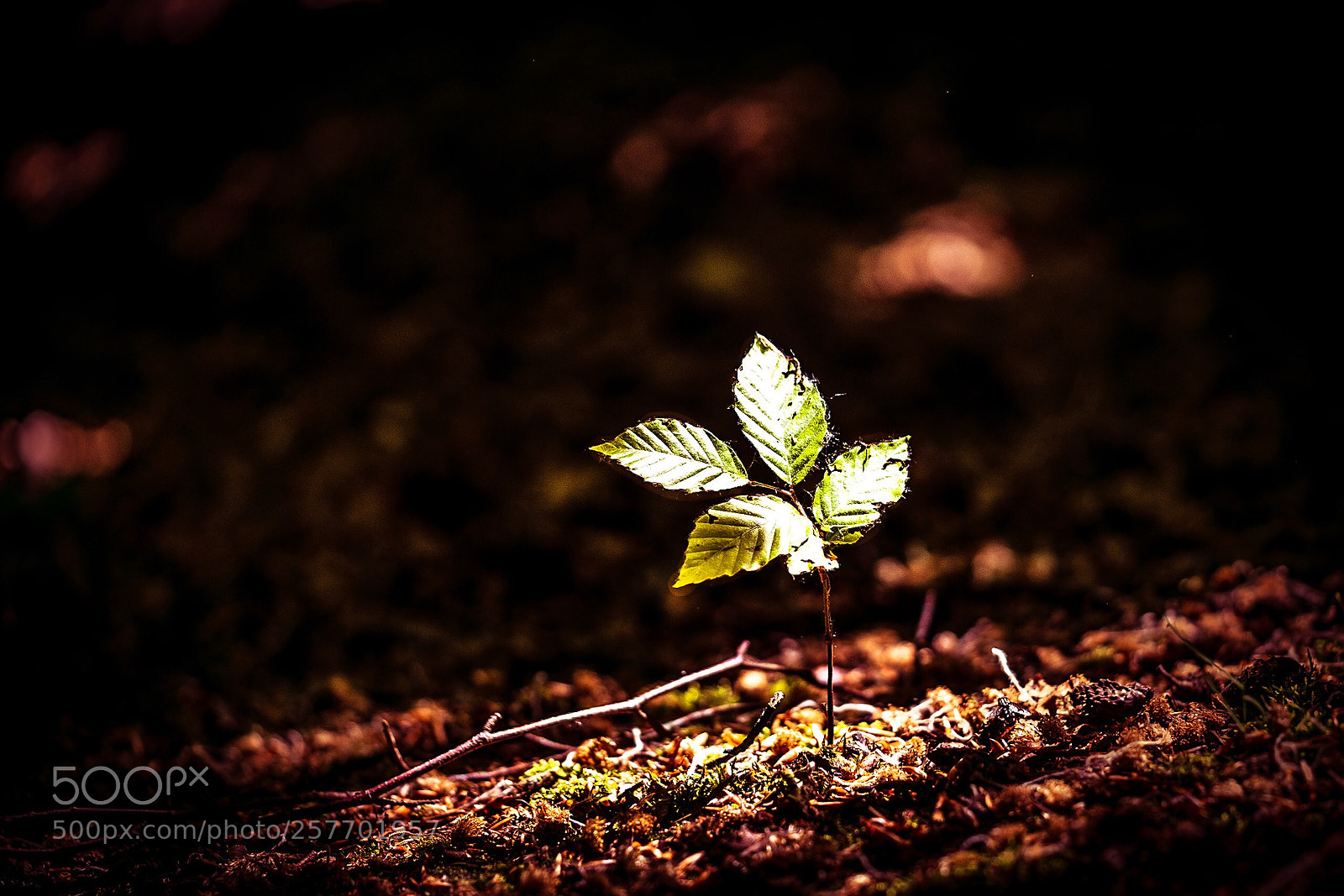 Sony a7R III sample photo. Flare photography