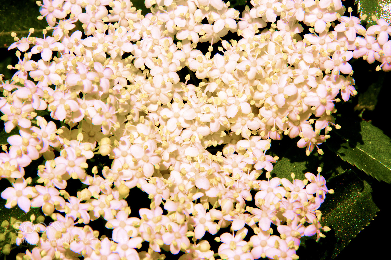 Canon EOS 550D (EOS Rebel T2i / EOS Kiss X4) sample photo. Blossom  photography