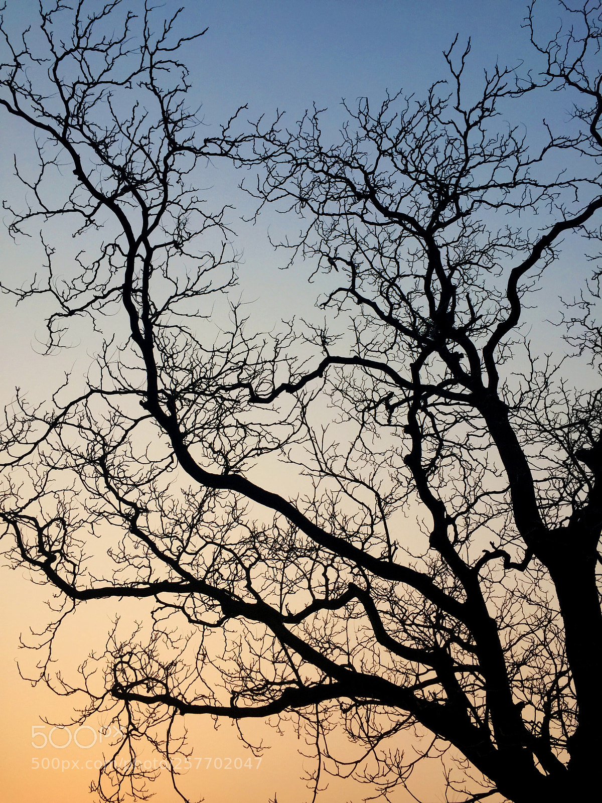 Apple iPhone 6 sample photo. Old tree photography