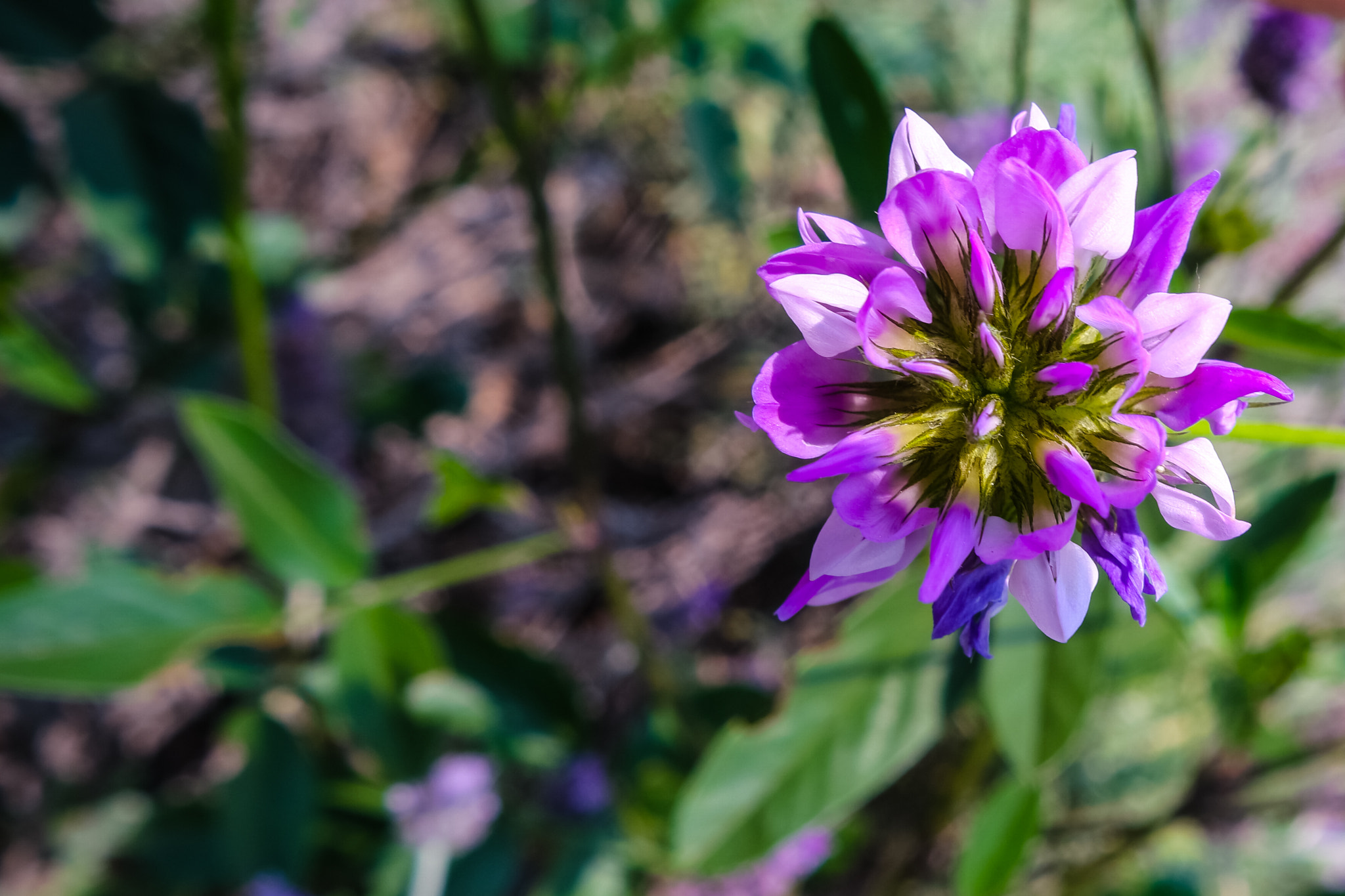 Samsung NX500 sample photo. Kira photography