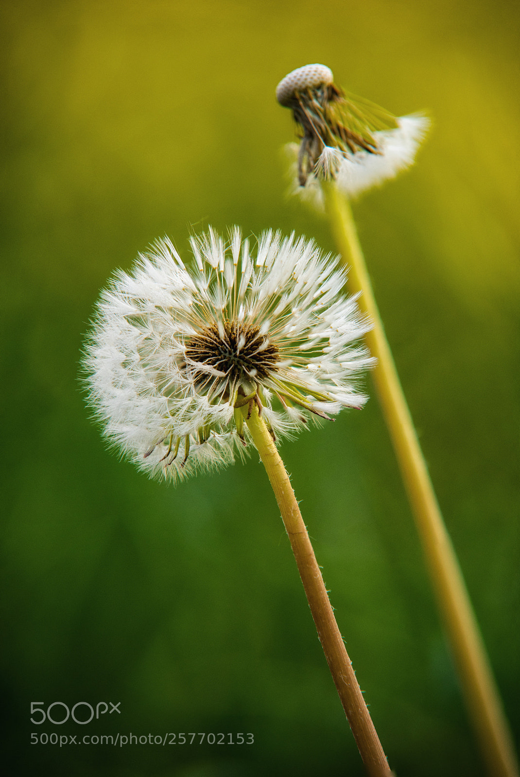 Sony a7 sample photo. Spring photography